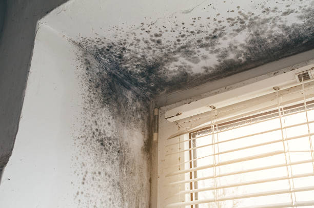 Affordable Mold Removal solutions in Lexington, MN